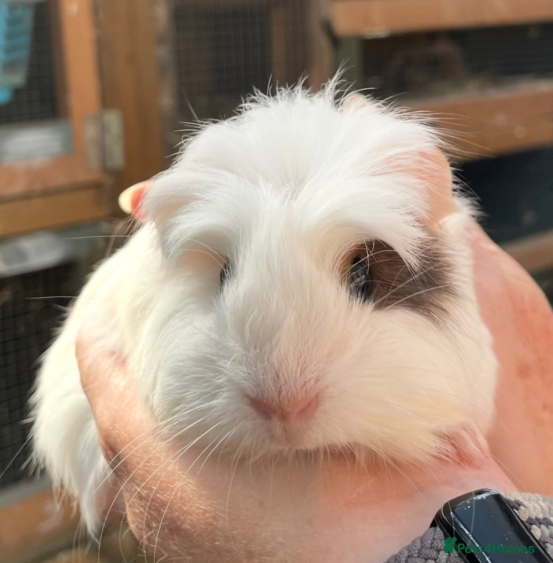 Guinea Pig rodents Baby Girl/Sows Guinea Pigs - Advert 12