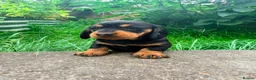 Dachshund dogs for sale: KC Registered wirehaired dachshund teckel puppies - Advert 5
