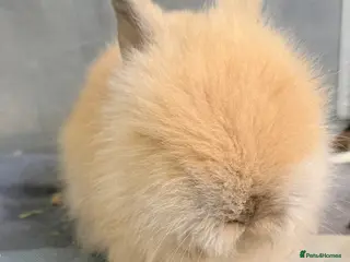 Lionhead rabbits Double Maned Lionhead Babies READY in 5 DAYS ❤️ - Advert 5