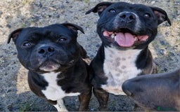 Staffordshire Bull Terrier dogs for sale: Are You Ready To Meet Your New Bestfriend? 🐾 - Image 11
