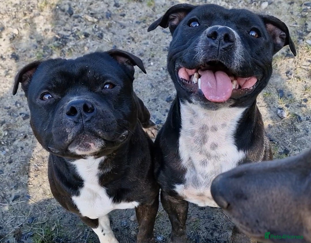 Staffordshire Bull Terrier dogs for sale: Are You Ready To Meet Your New Bestfriend? 🐾 - Image 11
