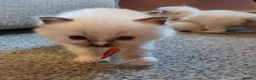 Ragdoll cats for sale: Pedigree dna tested ragdoll kittens - Advert 23
