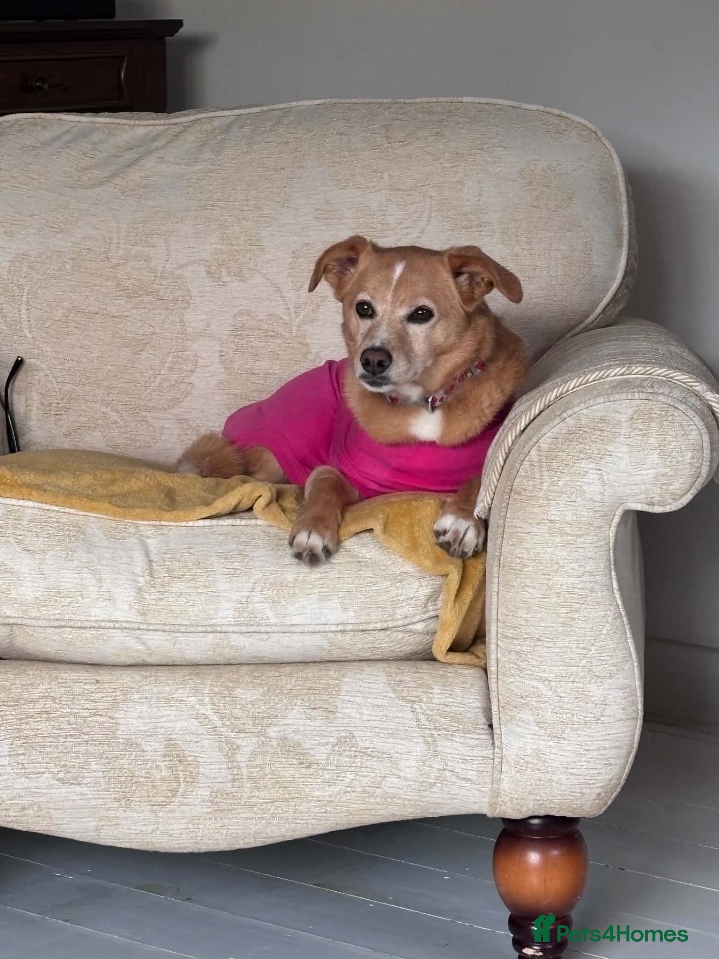 Mixed Breed dogs Beautiful Bonnie 🩷 - Advert 2