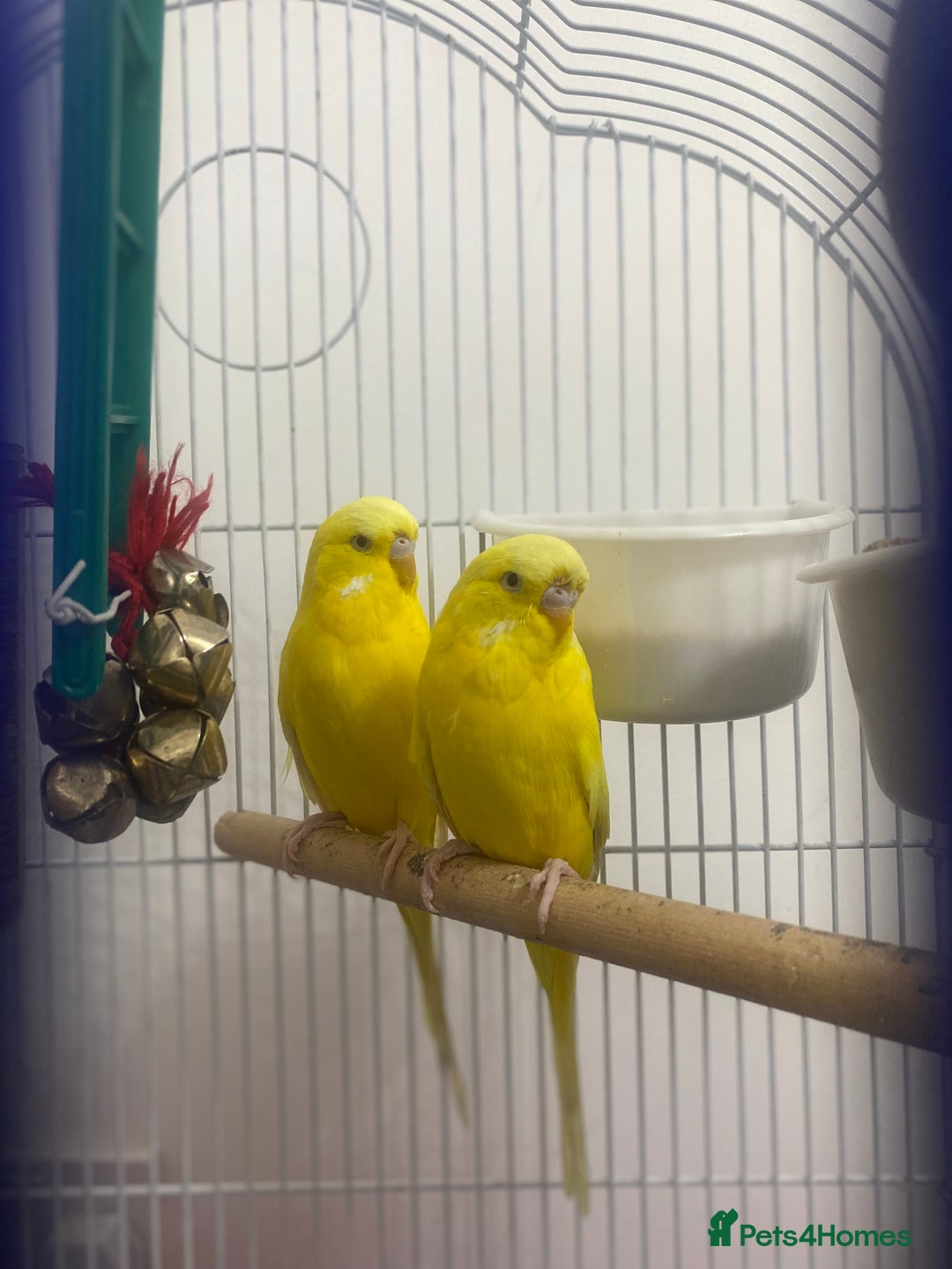 Budgerigars birds for sale: Budgie pair  - Advert 1