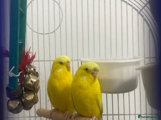 Budgerigars birds Budgie pair - Advert 1