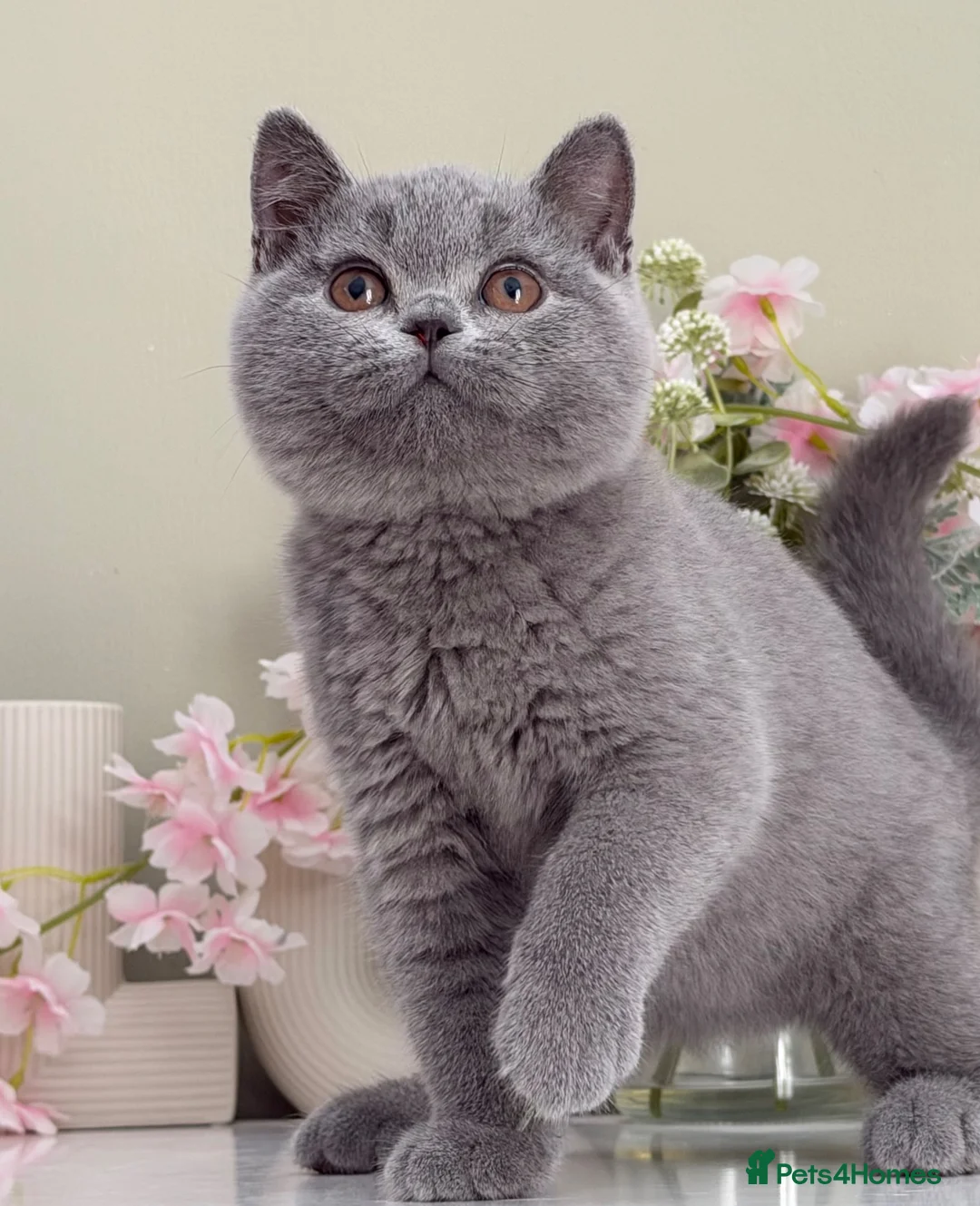British Shorthair cats for sale: Gorgeous British Kittens - Advert 1