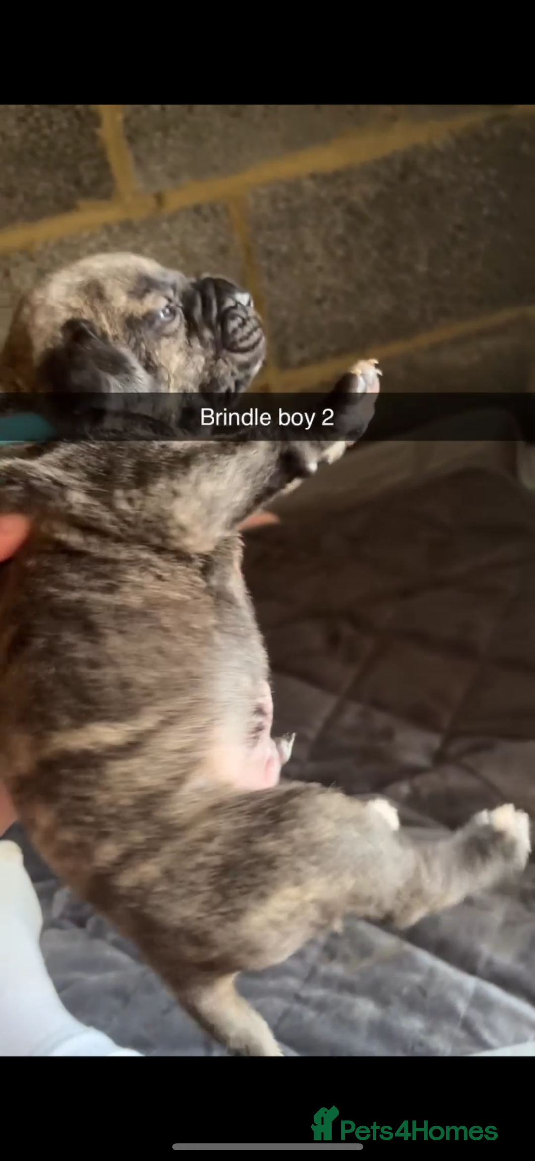 Cane Corso dogs for sale: Cane Corso first litter of puppies !! - Image 25