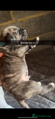 Cane Corso Puppy 2