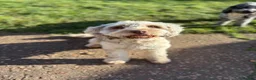 Cockapoo dogs for sale: Stunning & unique ✨ - Advert 10