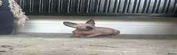 Sphynx cats for sale: READY TO LEAVE Canadian Sphynx kitten  - Advert 9