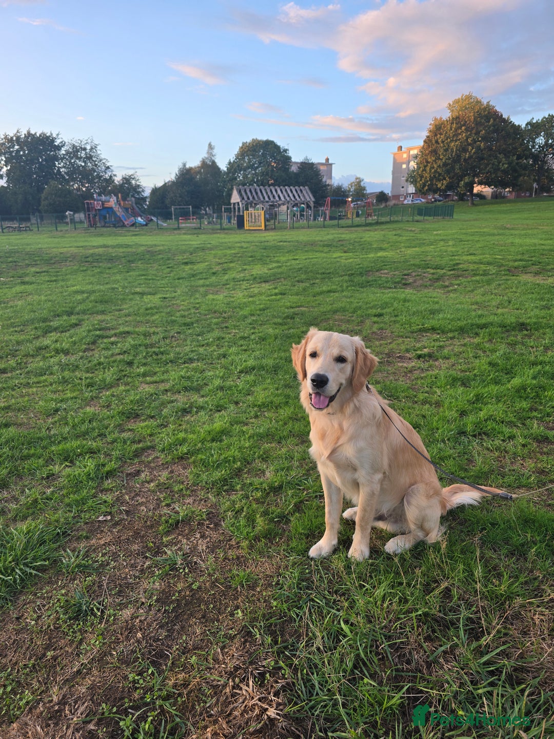 Golden Retriever dogs for sale:  Playful golden retriver 9 month - Image 5