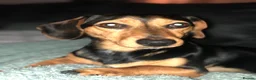 Jackshund dogs for sale: Dachshund x Jack Russell - Advert 4