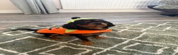 Cavalier King Charles Spaniel dogs for stud: Black & Tan cavalier King Charles spaniel stud  in Ferryhill - Advert 5