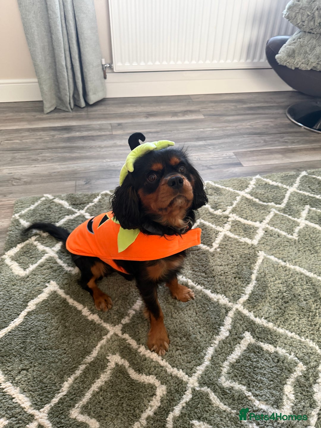 Cavalier King Charles Spaniel dogs for stud: Black & Tan cavalier King Charles spaniel stud  in Ferryhill - Advert 5