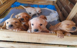 Labrador Retriever dogs for sale: Working lab pups - Image 2