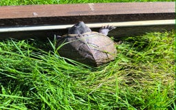 Turtle reptiles for sale: 2xRazor backed turtle male and female - Image 9
