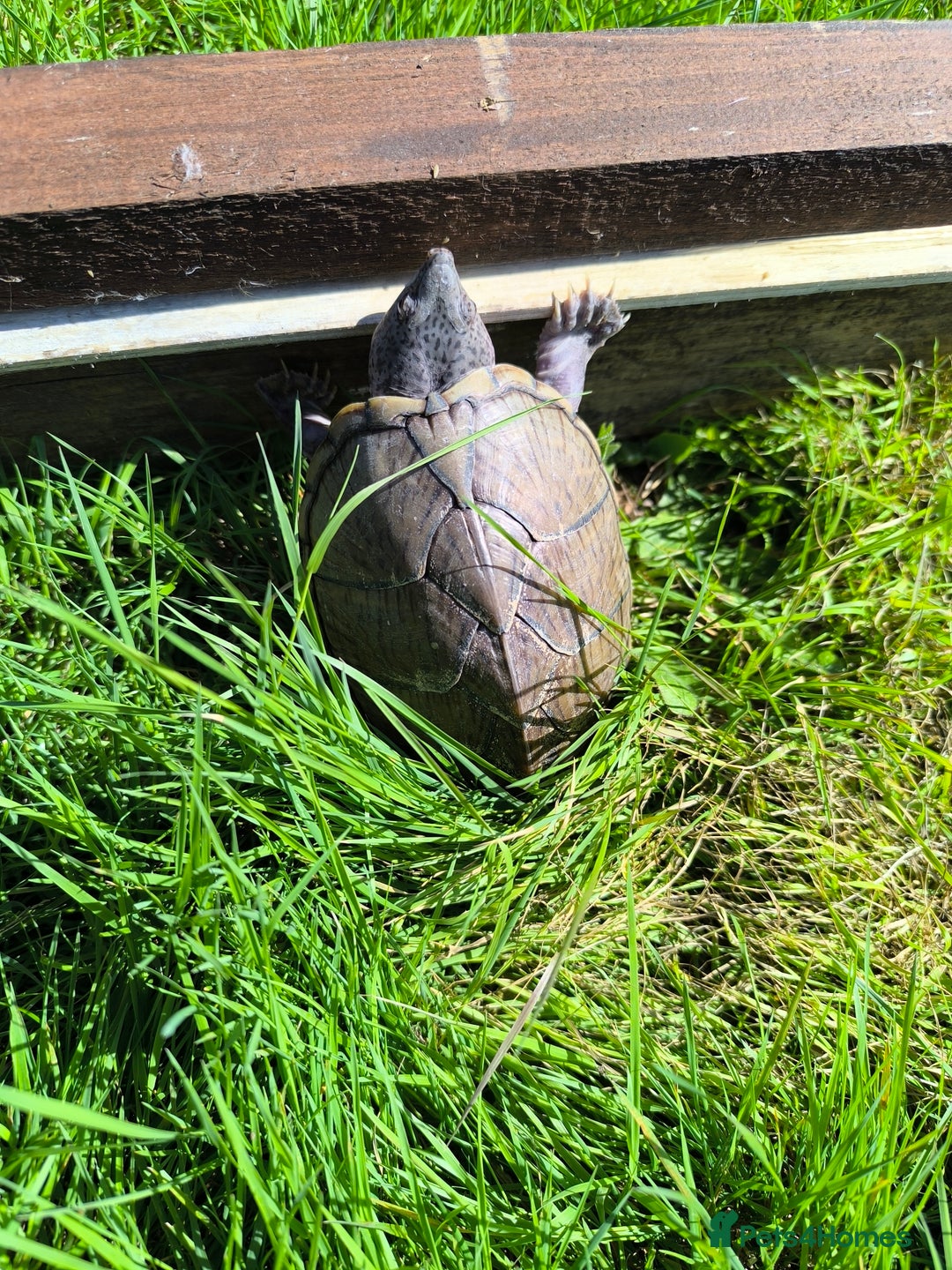 Turtle reptiles for sale: 2xRazor backed turtle male and female - Image 9