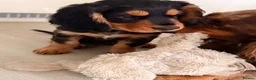 Cocker Spaniel dogs for sale: Two working cocker spaniel boys looking for 🏠 - Advert 3