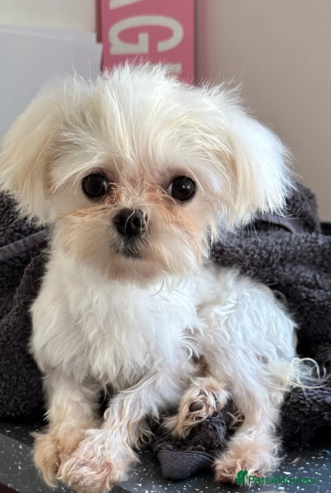 Maltese dogs for stud: Kc tiny Korean Maltese for stud in Hinckley - Advert 3