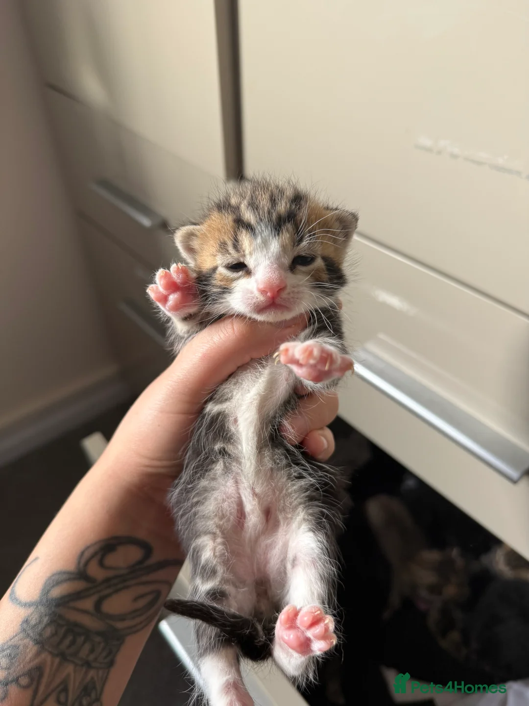 Mixed Breed cats for sale: Beautiful Kittens For Sale in Norwich - Advert 5