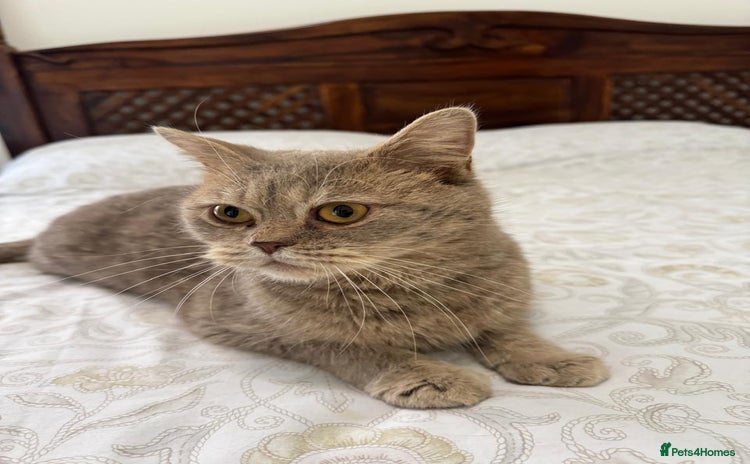 Mixed Breed cats - Advert 1