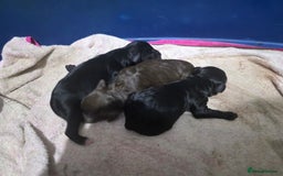 Mixed Breed dogs for sale: Springer x Cockerpoo Pups - Image 2