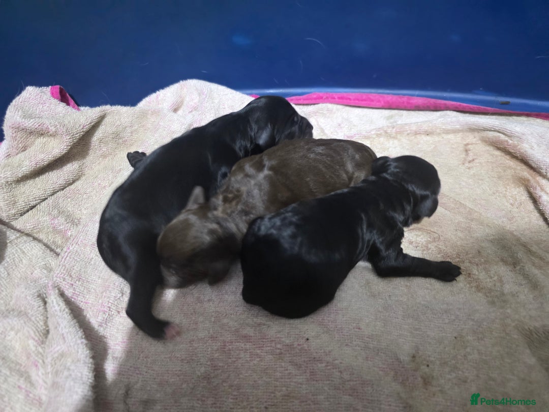 Mixed Breed dogs for sale: Springer x Cockerpoo Pups - Image 2