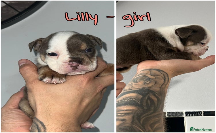 Olde English Bulldogge dogs - Advert 1