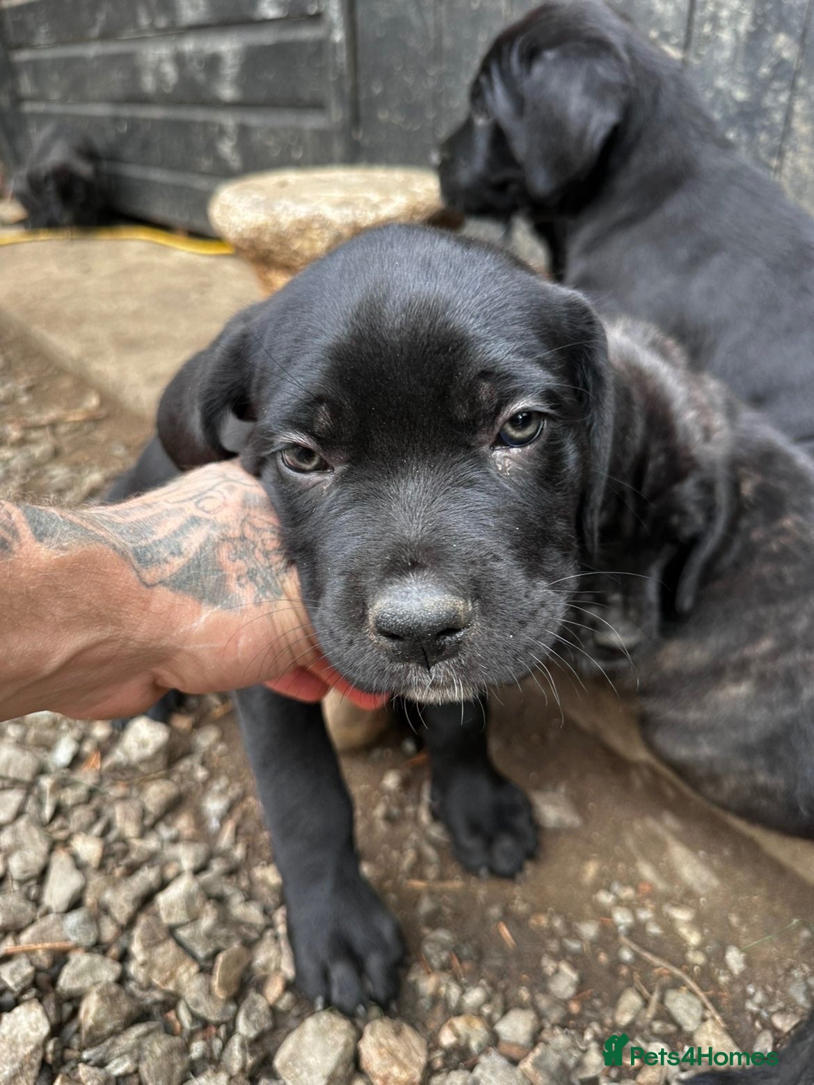 Cane Corso dogs Cane corso puppies  - Advert 12