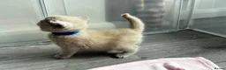 British Shorthair cats for sale: Beautiful British Shorthair Kittens - Advert 20