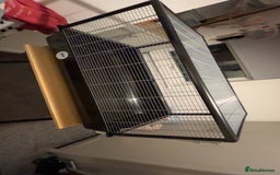 Hamster rodents for sale: 2 male gerbils - Image 2