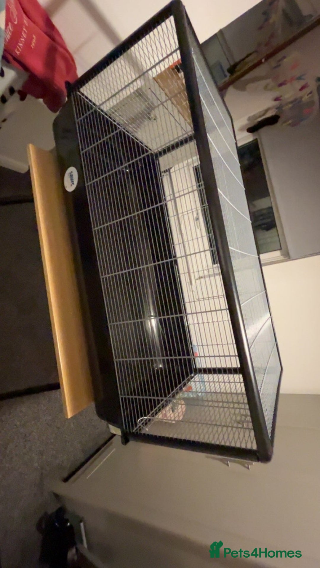 Hamster rodents for sale: 2 male gerbils - Image 2