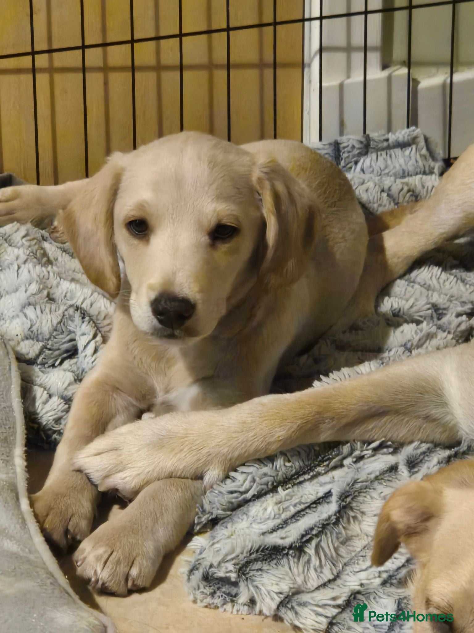 Labradoodle dogs One wee Labrador cross puppy left - Advert 1
