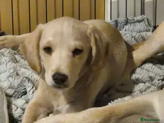 Labradoodle dogs One wee Labrador cross puppy left - Advert 1