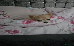 Chihuahua dogs for sale: 5 year old chihuahua  - Image 3