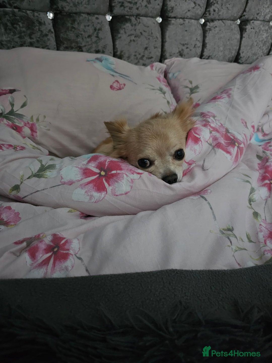 Chihuahua dogs for sale: 5 year old chihuahua  - Image 3