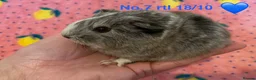 Guinea Pig rodents for sale: Gorgeous baby Guinea pigs - Advert 7
