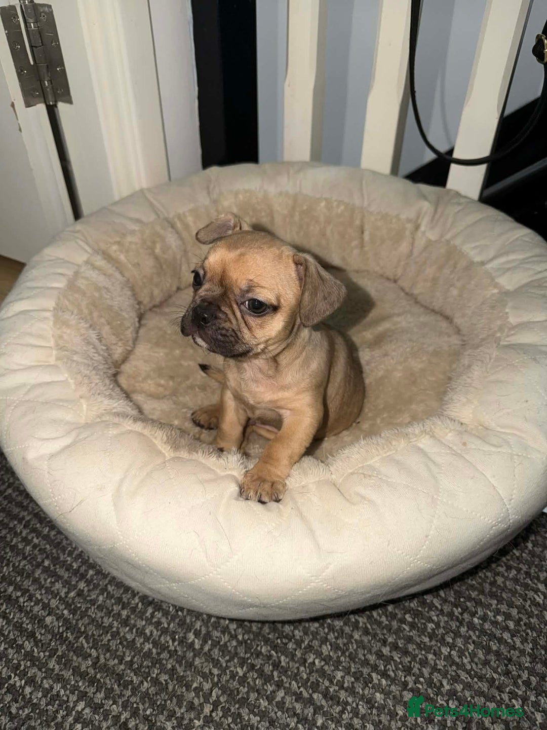 Frug dogs for sale: Frug puppy 9 weeks old  - Advert 2