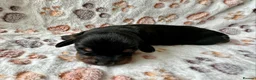 Miniature Dachshund dogs for sale: 🐾 Gorgeous Miniature Dachshund Puppies 🐾 - Advert 14