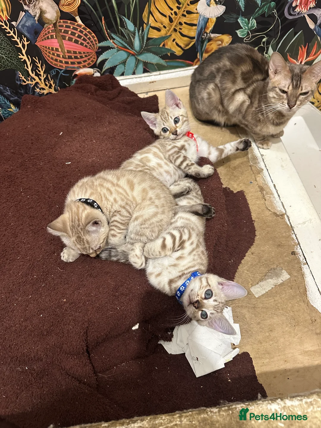 Bengal cats for sale: TICA Registered Bengals - Advert 7