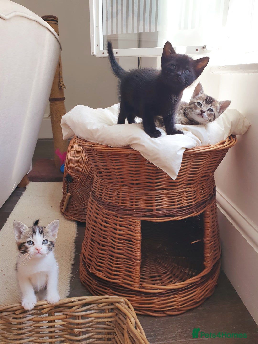 Burmese cats for sale: Burmese X Calico kittens - Image 7
