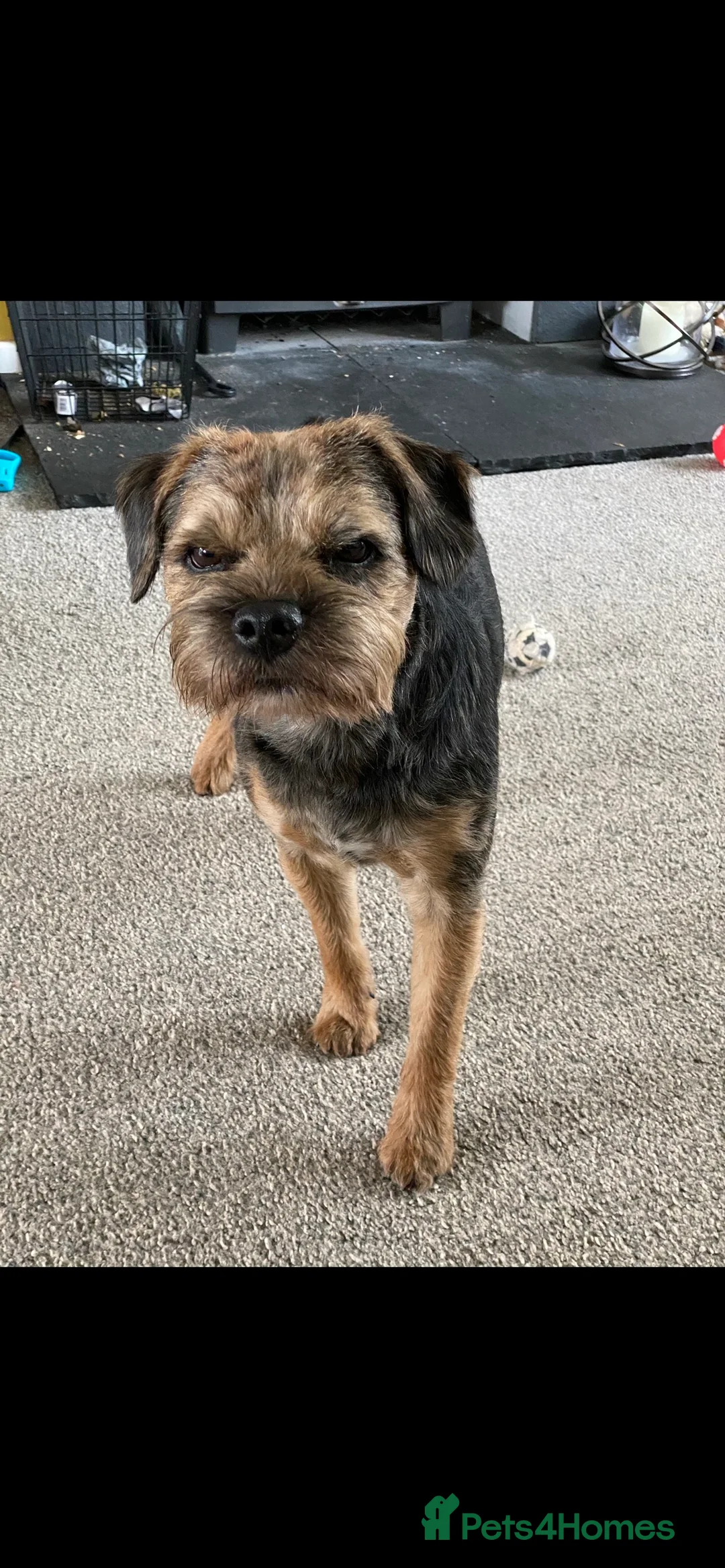 Border Terrier dogs for stud: Proven Blue & tan Border Terrier stud SLEM clear in Troon - Advert 3
