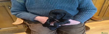 Cocker Spaniel Puppy 1