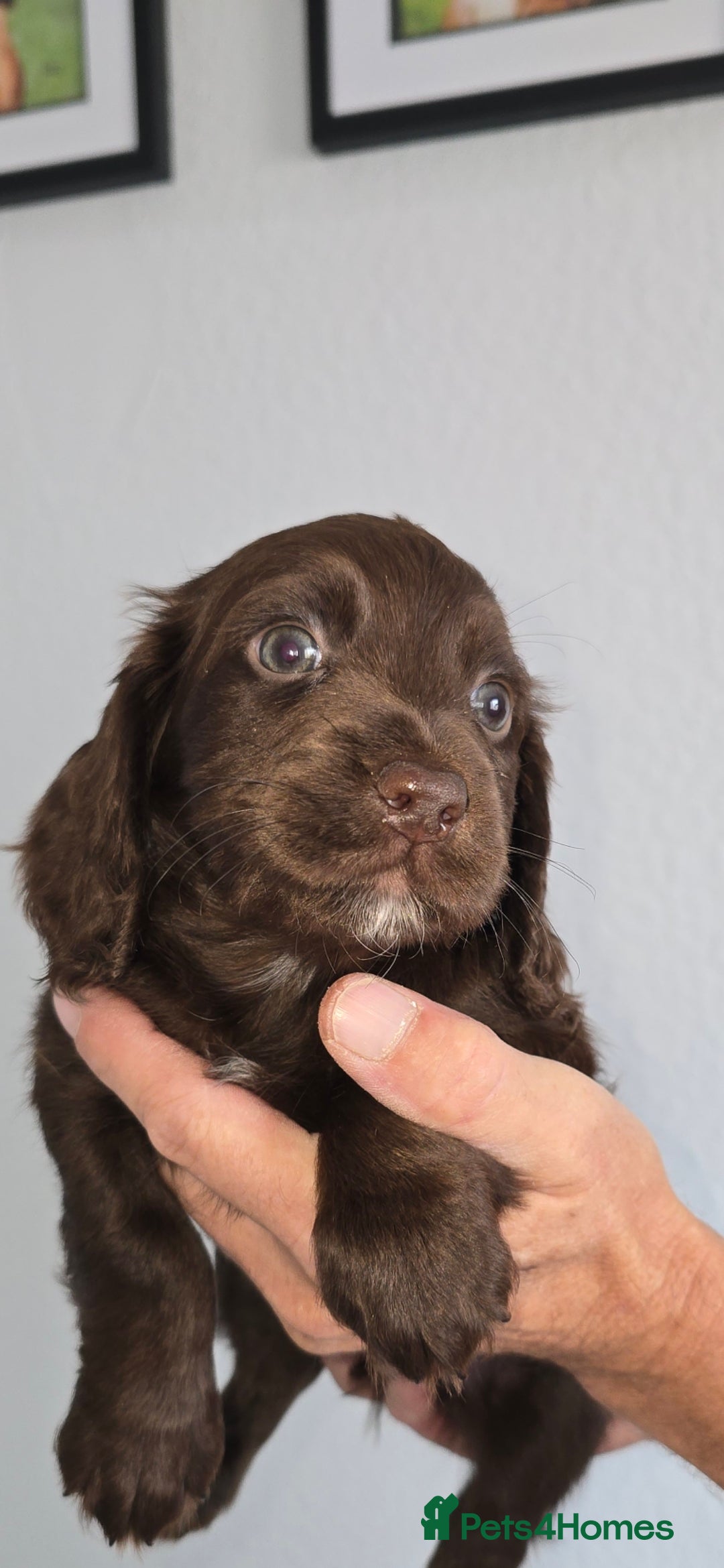 Cocker Spaniel dogs for sale: Working cocker spaniel puppies  - Image 6