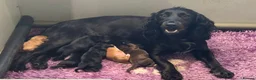 Cocker Spaniel dogs for sale: BEAUTIFUL MIXED COLOUR LITTER,HEALTHTESTED PARENTS - Advert 2