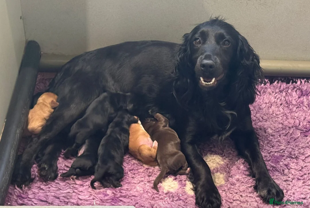 Cocker Spaniel dogs for sale: BEAUTIFUL MIXED COLOUR LITTER,HEALTHTESTED PARENTS - Advert 2