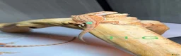 Bearded Dragon reptiles for sale: Baby Bearded Dragons available  - Advert 5