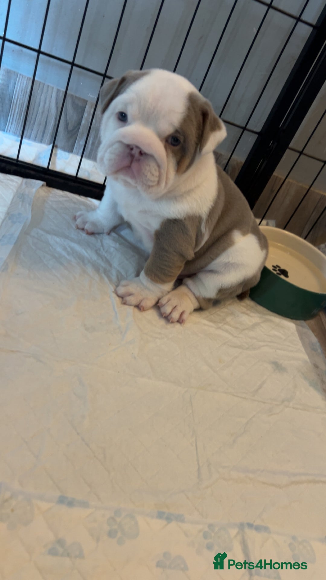 English Bulldog dogs for sale: Last Female English bulldog puppy  - Advert 25