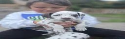 Dalmatian dogs for sale: LIVER AND BLACK DALMATIAN PUPPYS - Advert 7