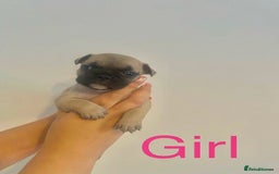 French Bulldog dogs for sale: 3 beautiful French bulldogs 😍 - Image 5